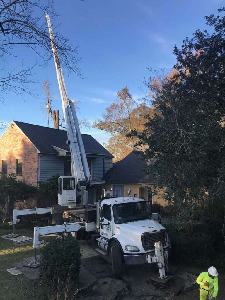 Winter Tree Care